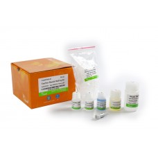 EM101-01 Набор для выделения плазмидной ДНК EasyPure®  Plasmid MiniPrep Kit, 50 реакций, TransGen Biotech
